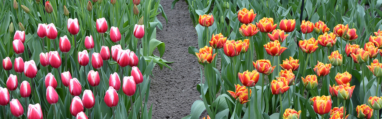 קוקנהוף - סיור בפארק מלא פרחי צבעונים - מדריך