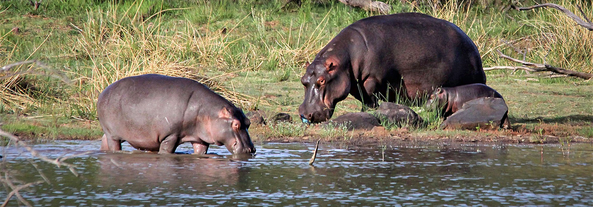 מידע על הזיוויו