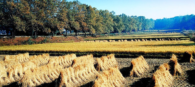 דרום קוריאה