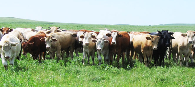 ארה"ב - קנזס