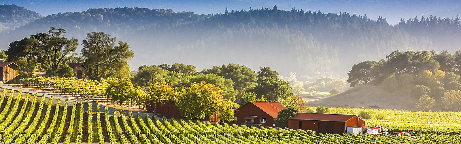 מידע על עמק נאפה וסונומה
