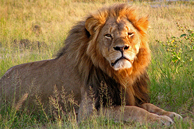 טיסות זולות להארארה