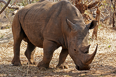 טיסות זולות ללוסקה