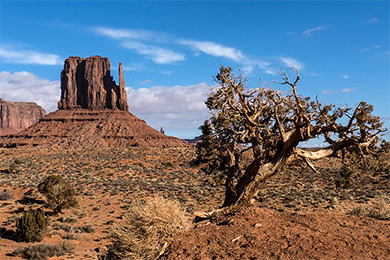 טיסות זולות לפיניקס