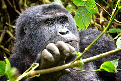 טיסות זולות לאנטבה