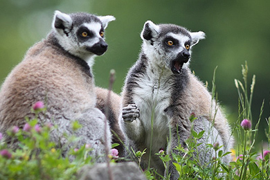 טיסות זולות לאנטננריבו