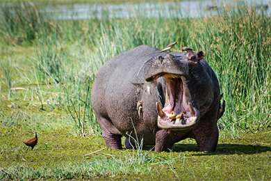 טיסות זולות לגבורון