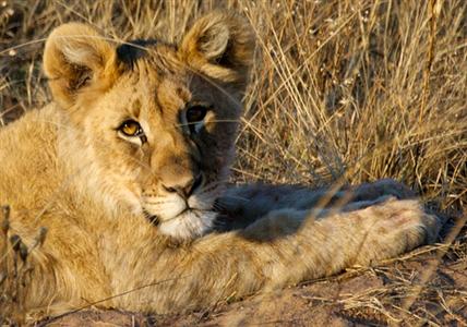 שמורת אנטבני