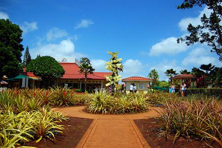 דול פלנטיישן