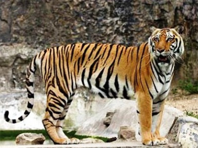 גן החיות סריראצ