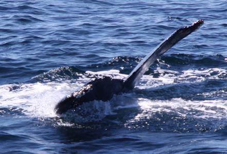 קרוז צפייה בלוויתנים