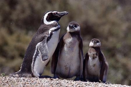 פנינסולה ולדז