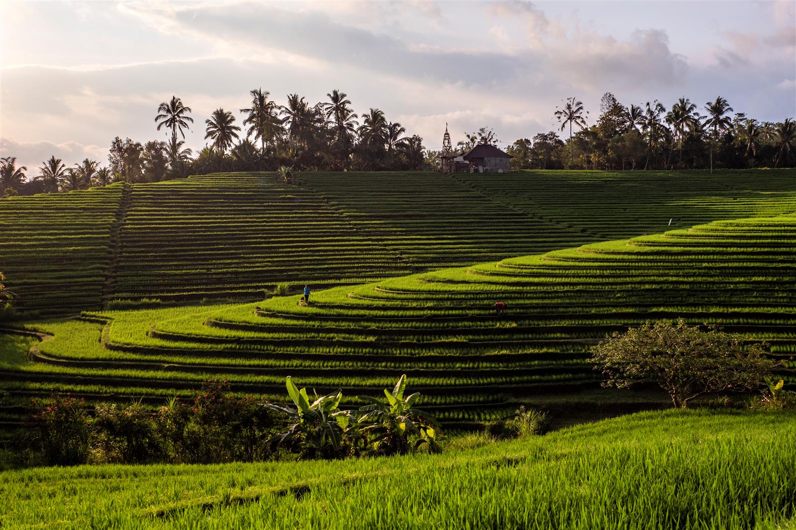 באלי אינדונזיה