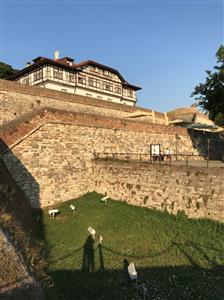 תמונה  3מבלגרד