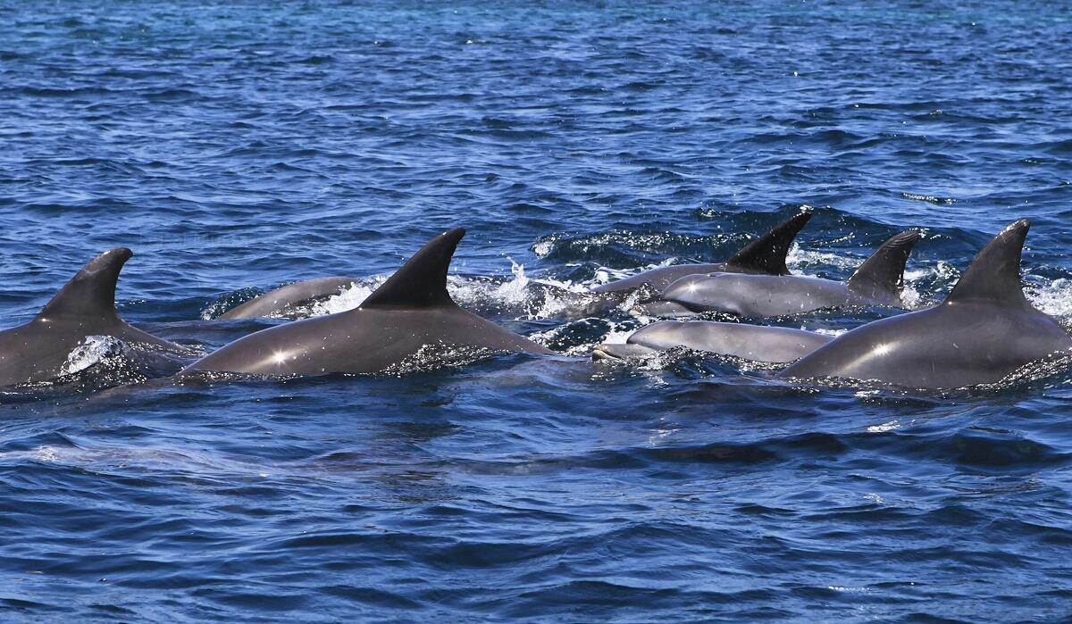 מלדיביים 2016